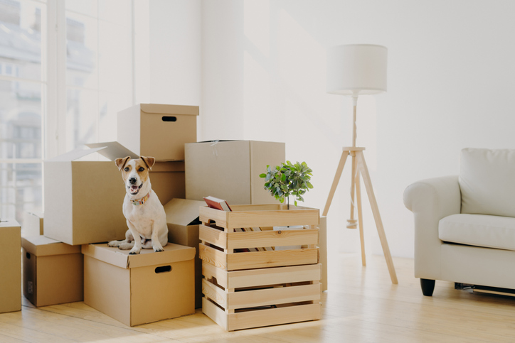 Thriving in Uncertainty: XONEX Relocation Services